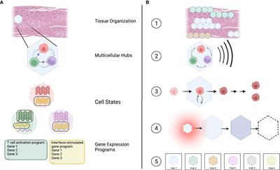 Listening in on Multicellular Communication in Human Tissue Immunology